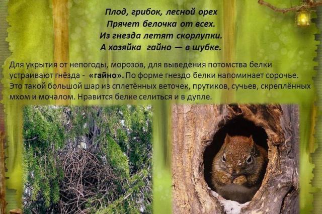 Animale sălbatice - prezentare Prezentare animale și oameni sălbatici